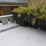 Ecosedum: dokonalé řešení zelené střechy