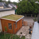 Ecosedum: dokonalé řešení zelené střechy