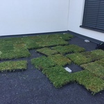 Ecosedum: dokonalé řešení zelené střechy