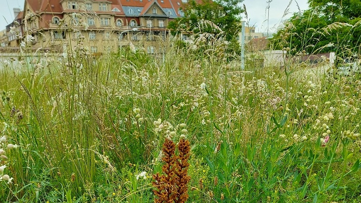 Na Vodojemu Flora vykvetly i chráněné druhy rostlin Na Vodojemu Flora vykvetly i chráněné druhy rostlin