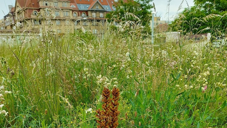 Na Vodojemu Flora vykvetly i chráněné druhy rostlin