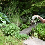 Dešťová zahrada umožní zasáknutí srážkové vody přímo na pozemku.  Foto: Lucie Peukertová 