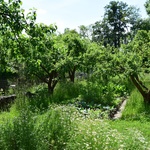 Pro zasakování vody je ideální zahrada se stromovými a keřovými porosty. Efektivní jsou také louky a další travní porosty.  Foto: Lucie Peukertová 