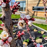 Nenápadný přízemní dřevěný dům s pultovou střechou zapadá do krajiny a citlivě zakončuje venkovskou zástavbu Foto: Aleš Brotánek