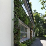 Vegetační fasády domů. Jaké rostliny jsou vhodné k růstu na fasádě? Foto: Společnost Němec (nemec.eu), Pexels