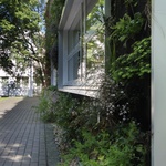 Vegetační fasády domů. Jaké rostliny jsou vhodné k růstu na fasádě? Foto: Společnost Němec (nemec.eu), Pexels