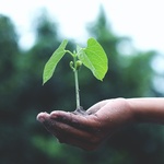Synonymum křehkosti ekologického systému Zdroj: pexels.com