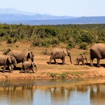 Vodu potřebují všichni, Zakouma National Park je domovinou 4 000 slonů Zdroj: pexels.com